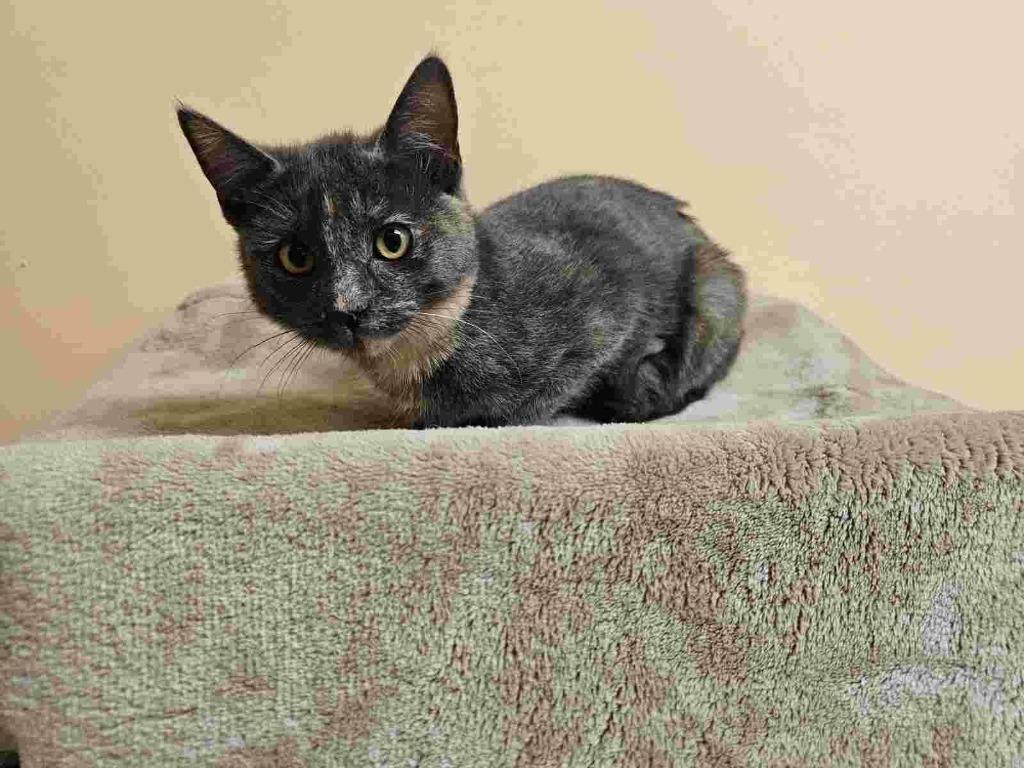 Enlarge Pippa, a Adoptable Domestic Short Hair in California City, CA image 1/1