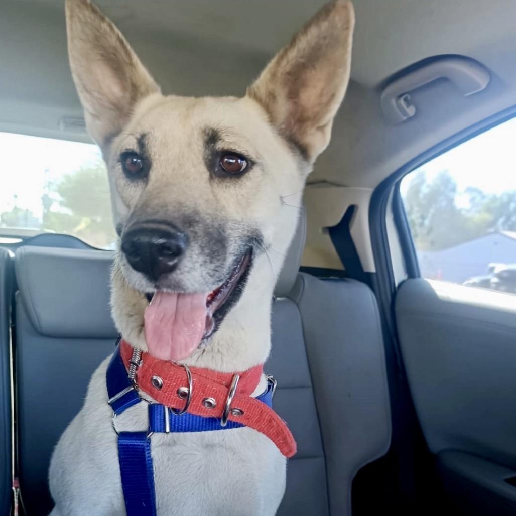 Lizzy, Adoptable, Adult Female Shepherd & Mixed Breed.