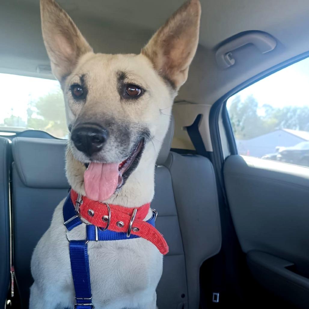 Lizzy, a Adoptable mixed breed in San Diego, CA image 2/2