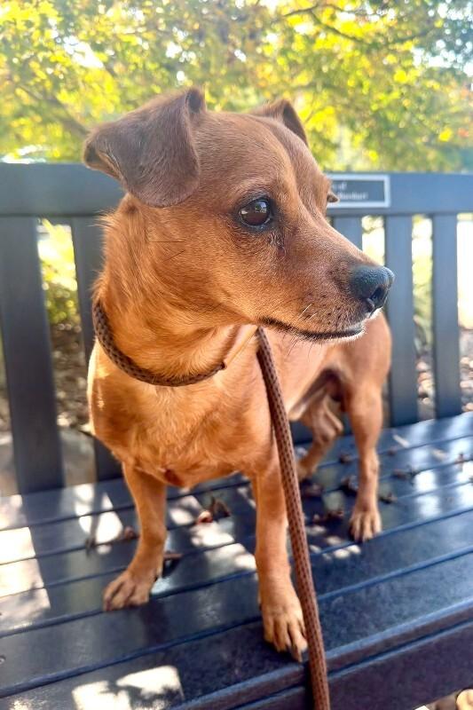 Enlarge Odin, a Adoptable mixed breed in Maryville, TN image 1/3