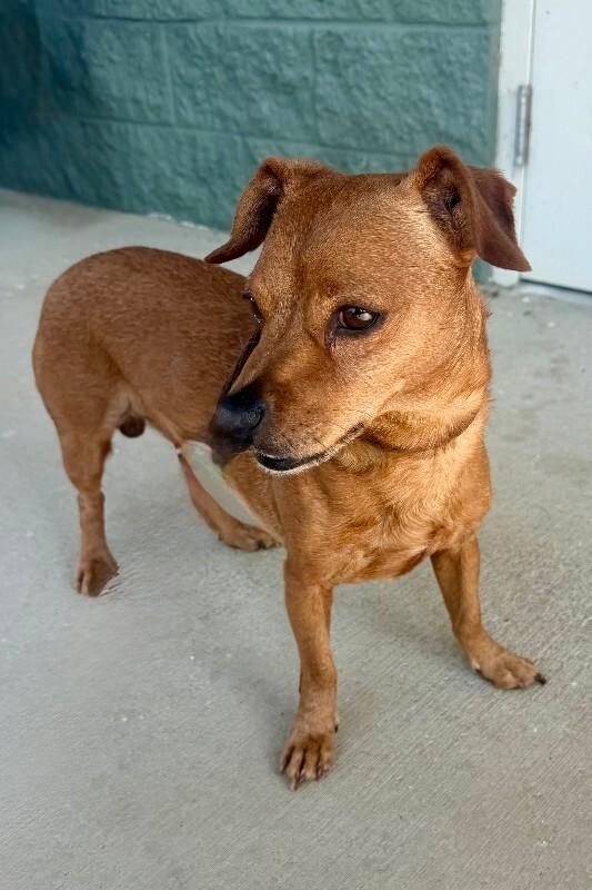Enlarge Odin, a Adoptable mixed breed in Maryville, TN image 2/3