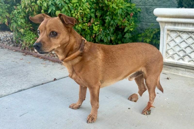 Enlarge Odin, a Adoptable mixed breed in Maryville, TN image 3/3