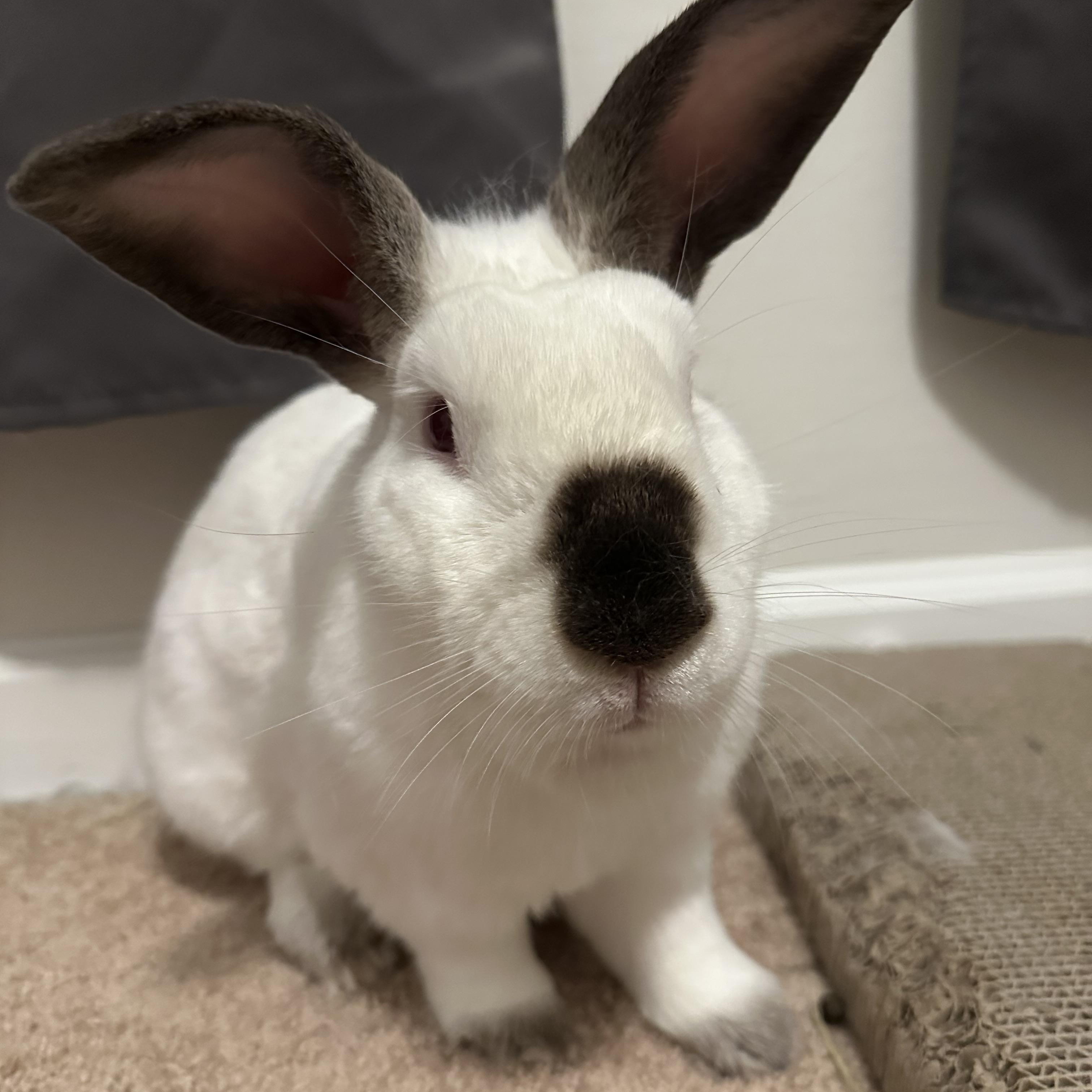 Enlarge Zip, a Adoptable mixed breed in Chapin, SC image 2/2