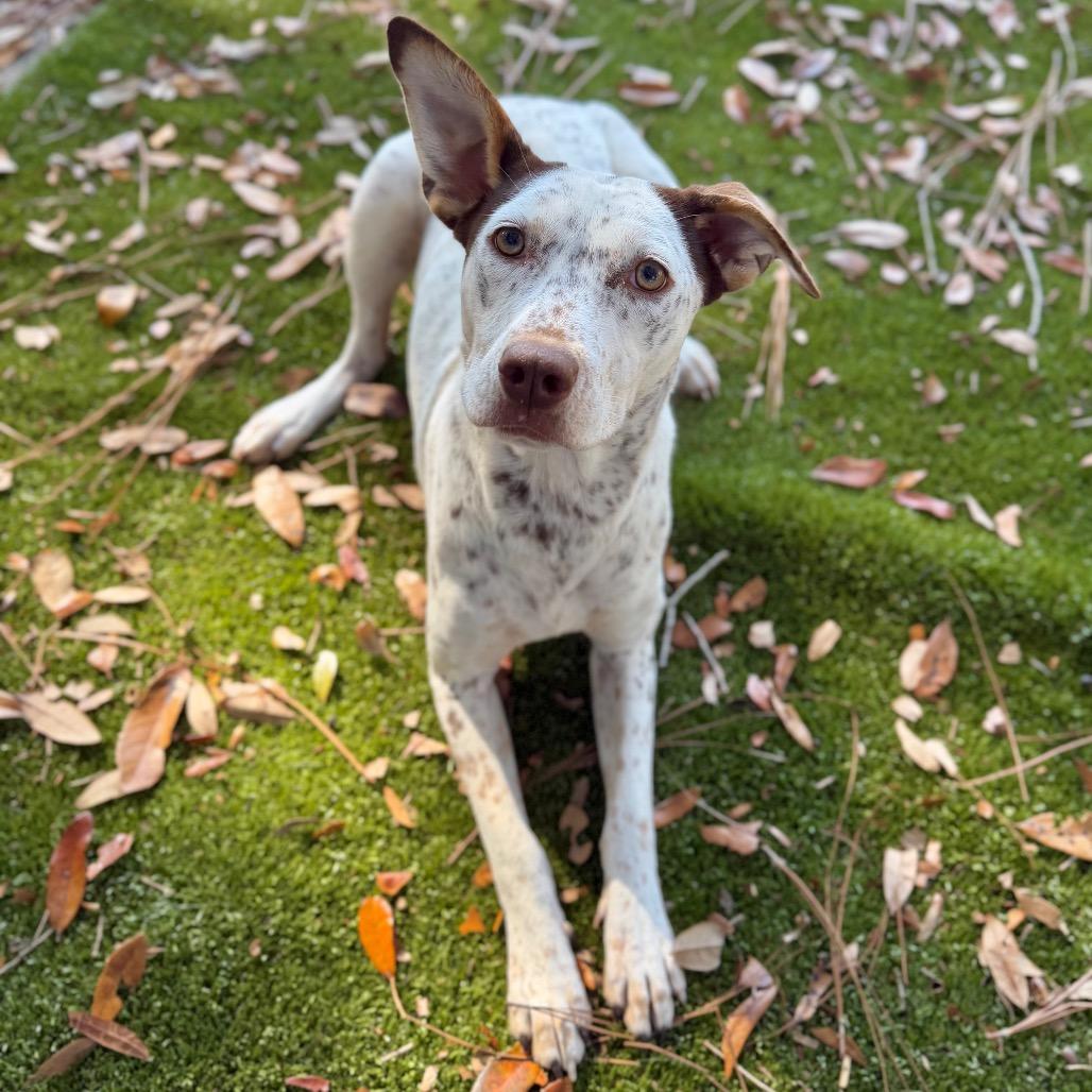 Enlarge Coconut, a Adoptable Mixed Breed in Milton, FL image 1/2