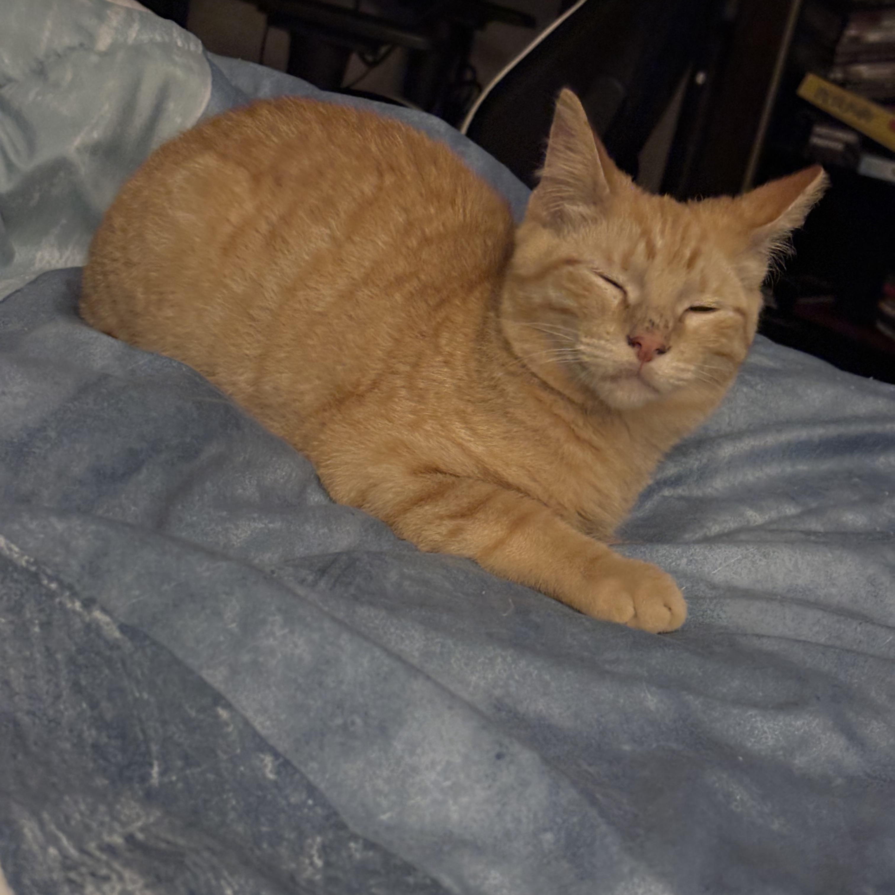 Enlarge Bryson, an adopted Domestic Short Hair in Latham, NY image 6/6