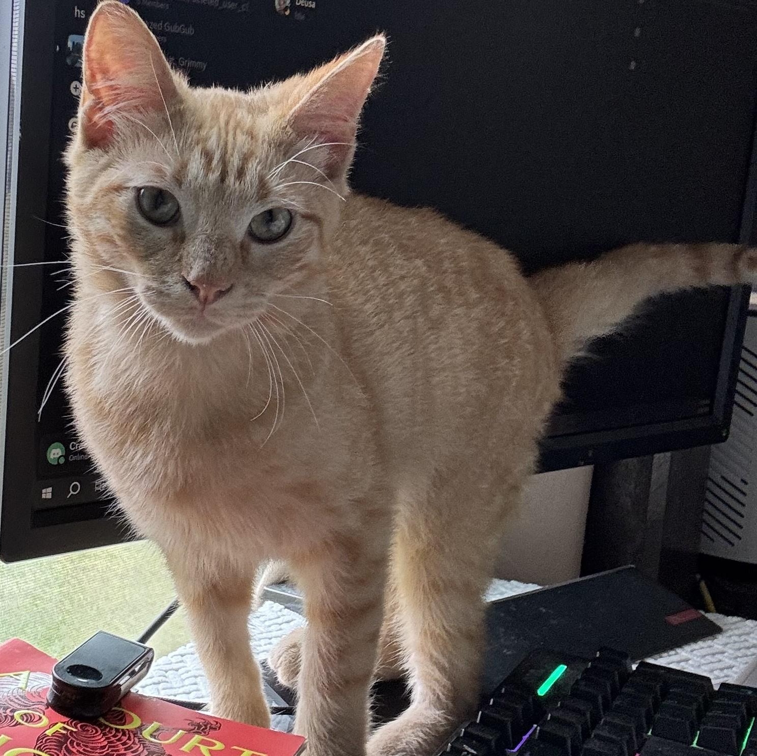 Bryson, adopted, Young Male Domestic Short Hair.