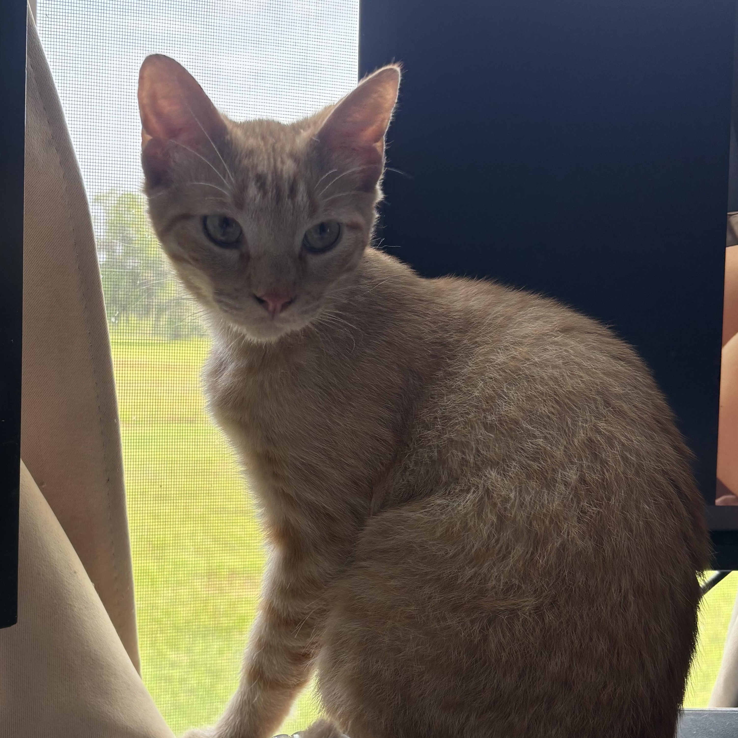 Enlarge Bryson, an adopted Domestic Short Hair in Latham, NY image 3/6