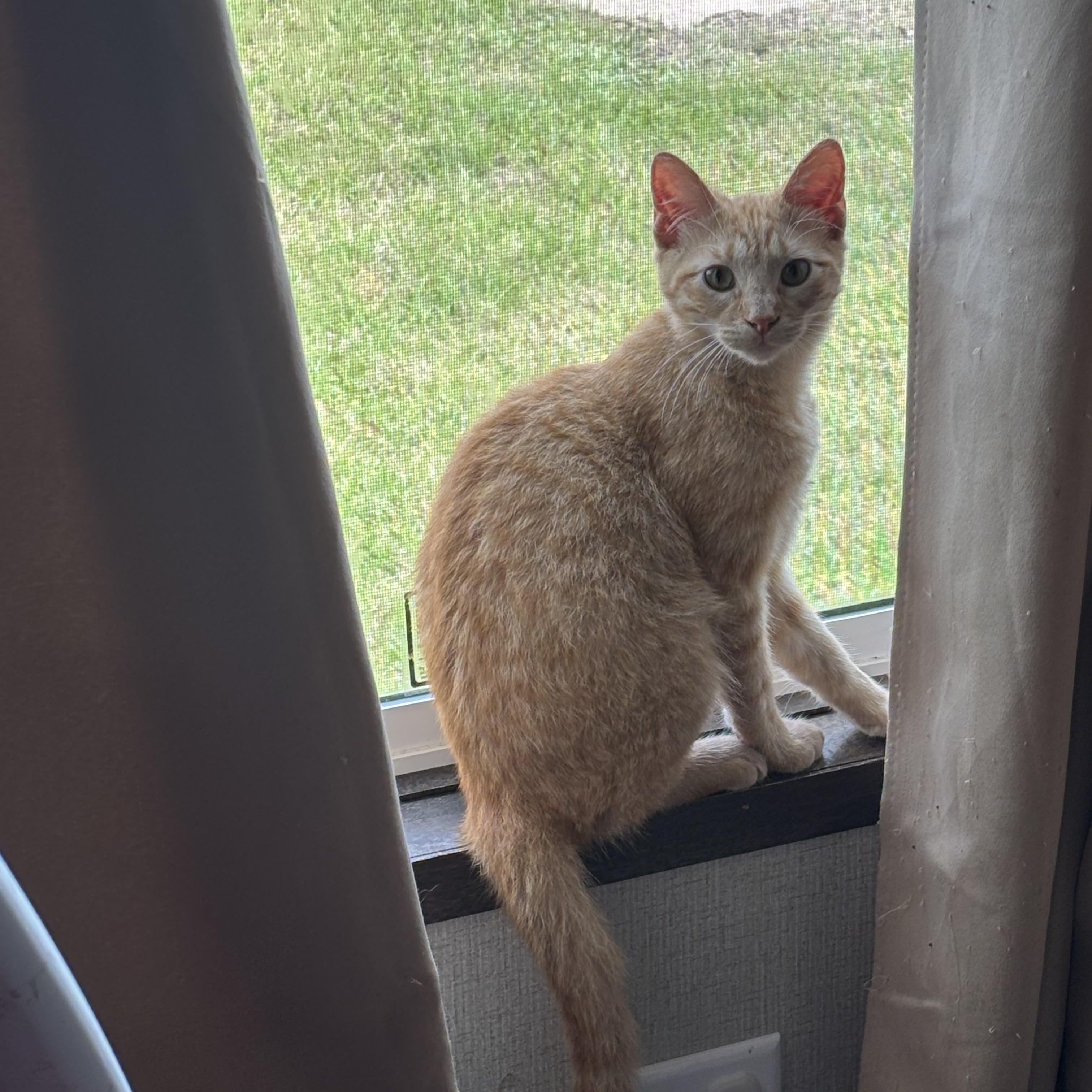 Enlarge Bryson, an adopted Domestic Short Hair in Latham, NY image 4/6