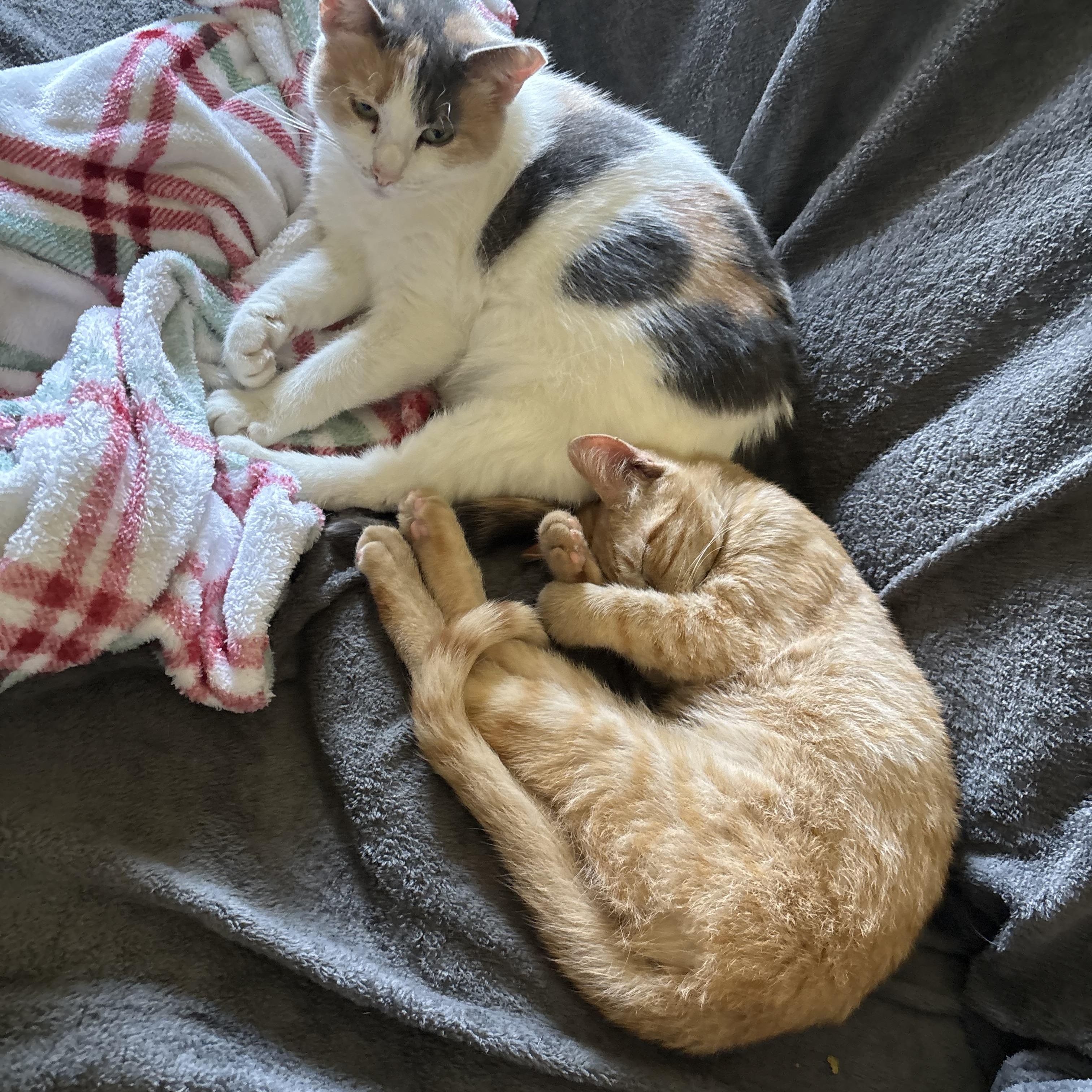 Enlarge Bryson, an adopted Domestic Short Hair in Latham, NY image 2/6