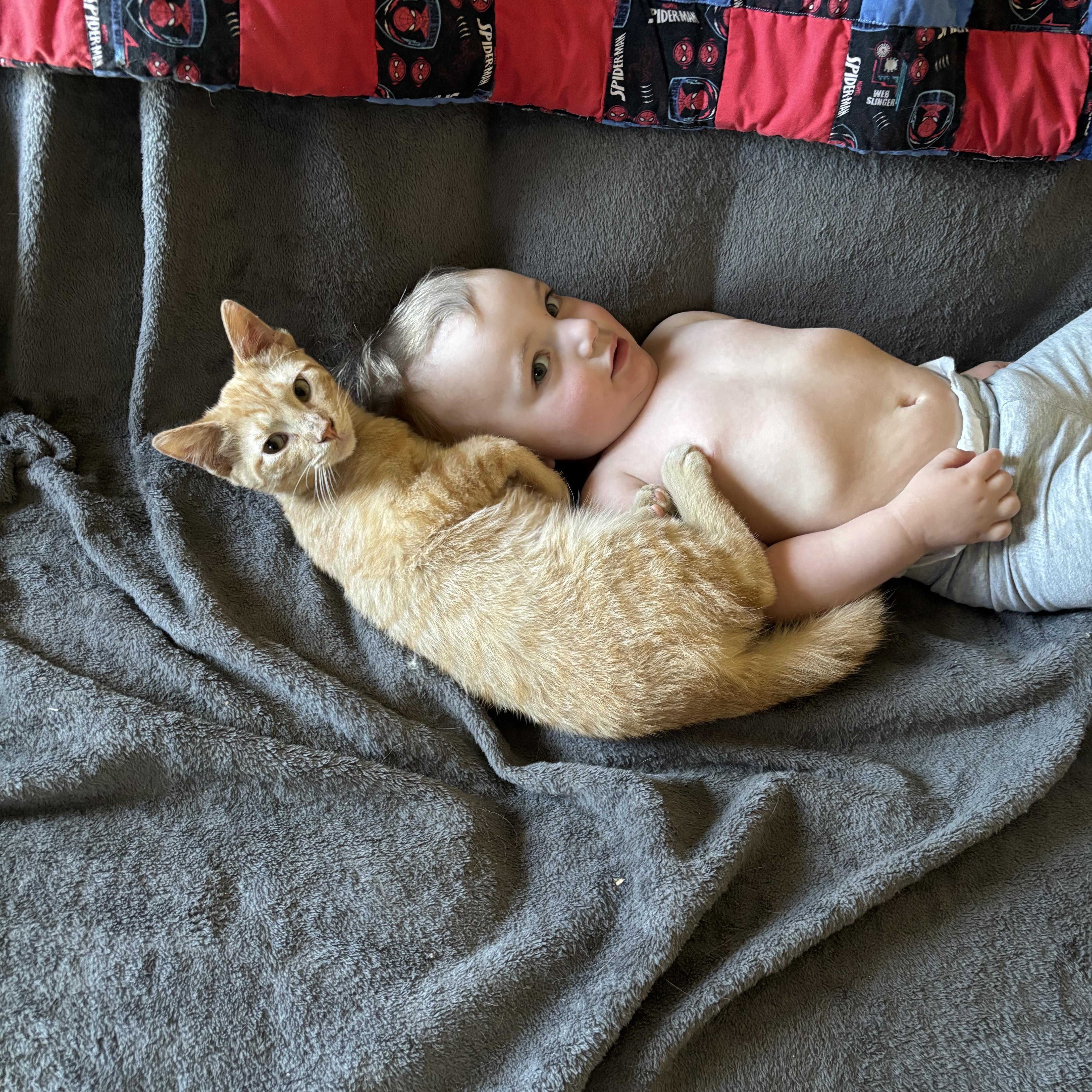 Enlarge Bryson, an adopted Domestic Short Hair in Latham, NY image 5/6