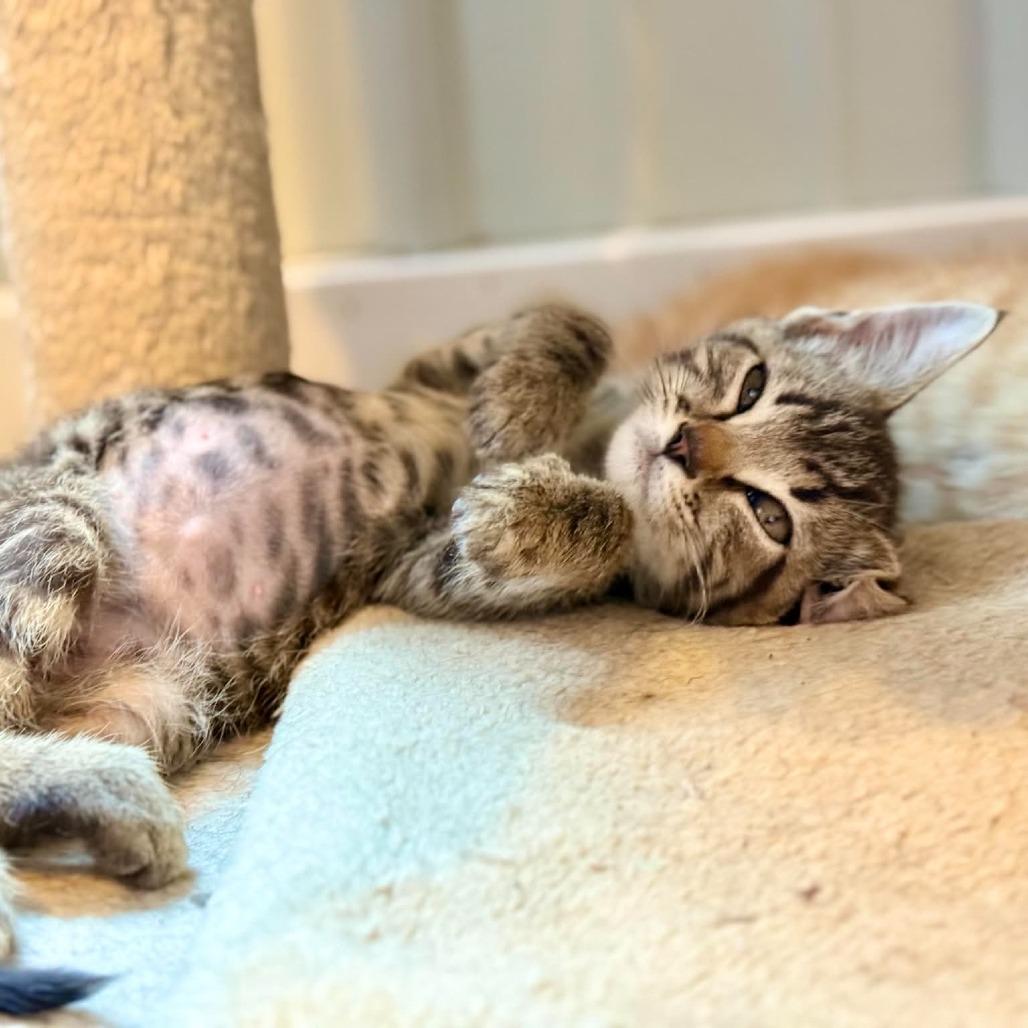 Thor, Adoptable, Kitten Male Domestic Short Hair.