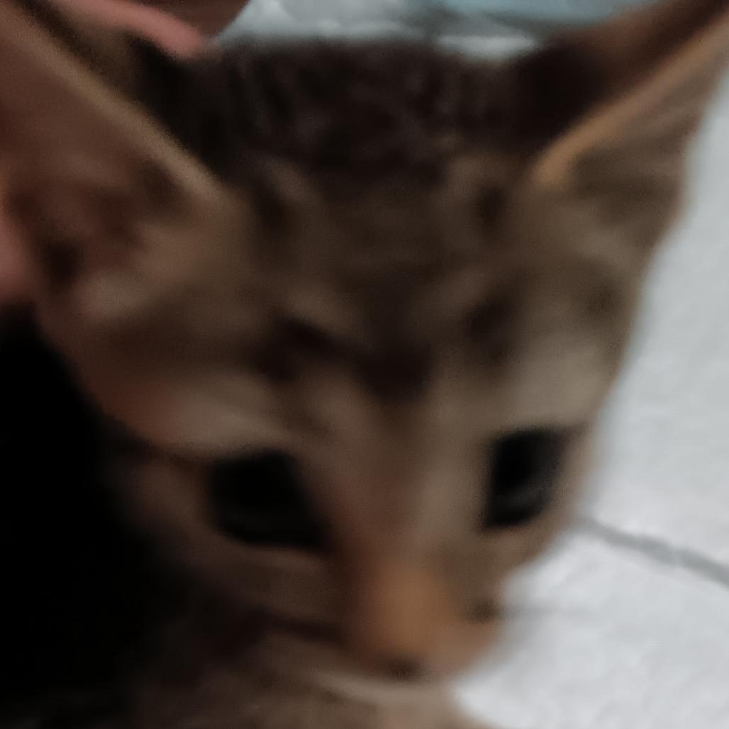 Thor, a Adoptable Domestic Short Hair in Marion, IL image 2/2