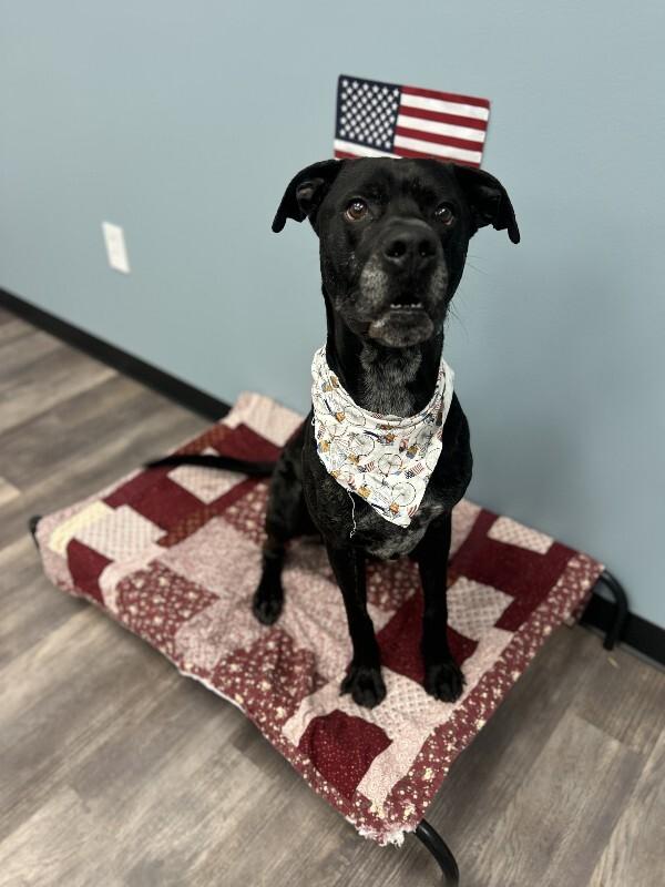 Duke, a Adoptable mixed breed in bellefontaine, OH image 1/6