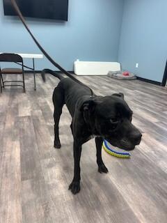 Duke, a Adoptable mixed breed in bellefontaine, OH image 2/6