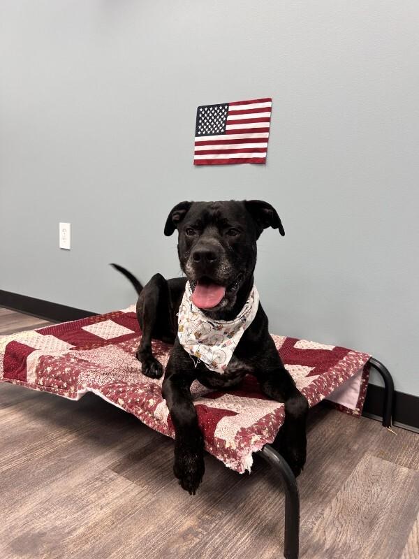 Duke, a Adoptable mixed breed in bellefontaine, OH image 3/6