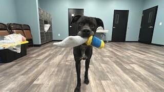 Duke, a Adoptable mixed breed in bellefontaine, OH image 5/6