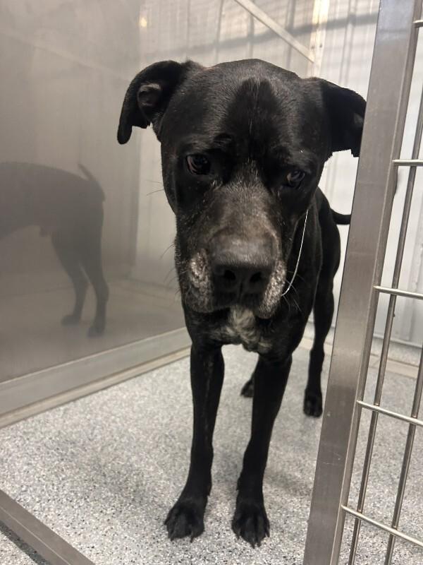 Duke, a Adoptable mixed breed in bellefontaine, OH image 4/6
