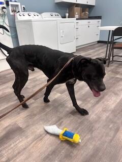 Duke, a Adoptable mixed breed in bellefontaine, OH image 6/6