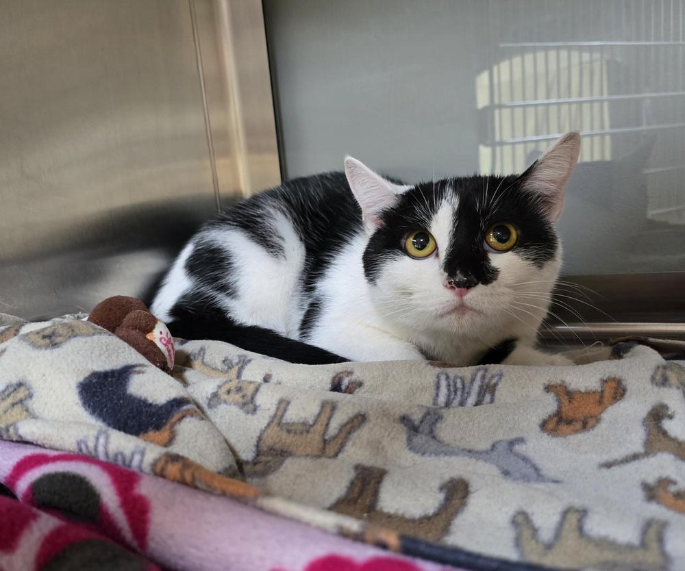 Bea, Adopted, Adult Female Domestic Short Hair.