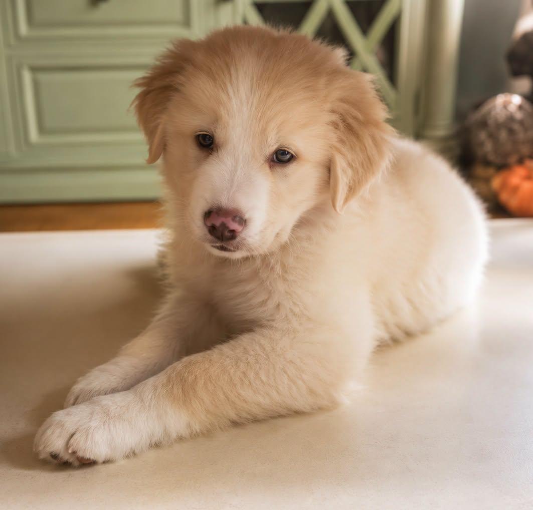 Briggs, a ADOPTABLE mixed breed in Tulsa, OK image 2/6