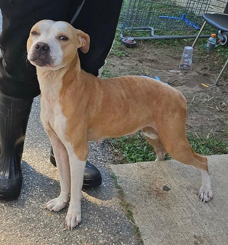 Enlarge Gelda, a Adoptable mixed breed in Albany, GA image 1/6
