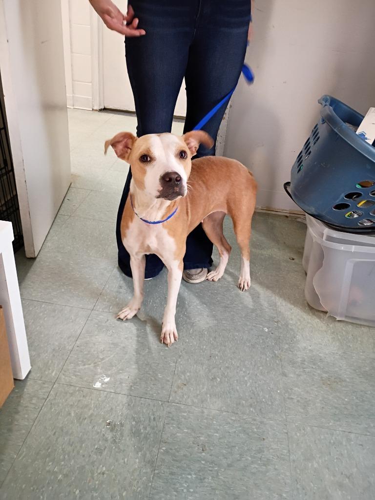 Enlarge Gelda, a Adoptable mixed breed in Albany, GA image 3/6