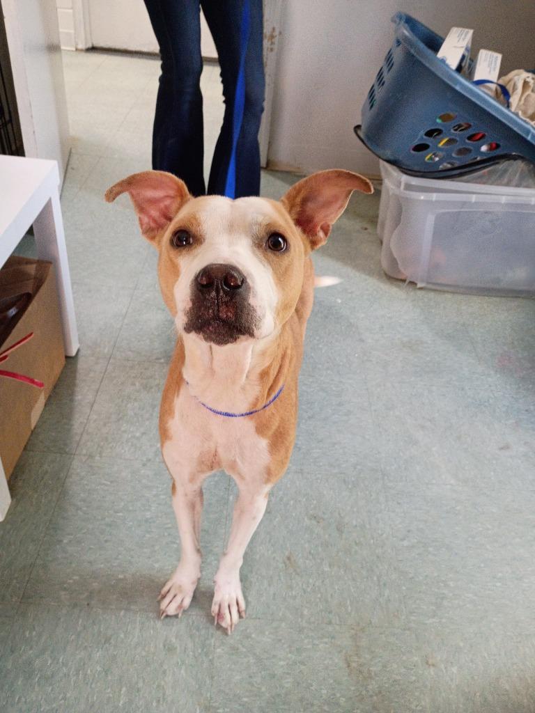 Enlarge Gelda, a Adoptable mixed breed in Albany, GA image 5/6