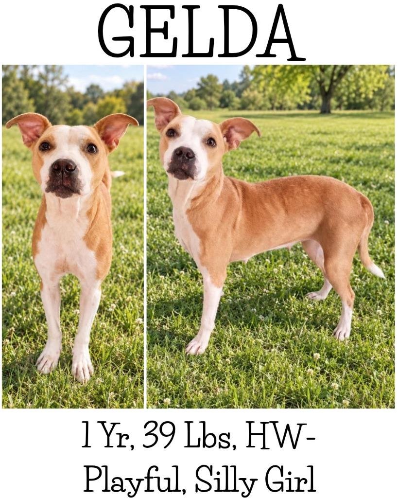 Enlarge Gelda, a Adoptable mixed breed in Albany, GA image 6/6
