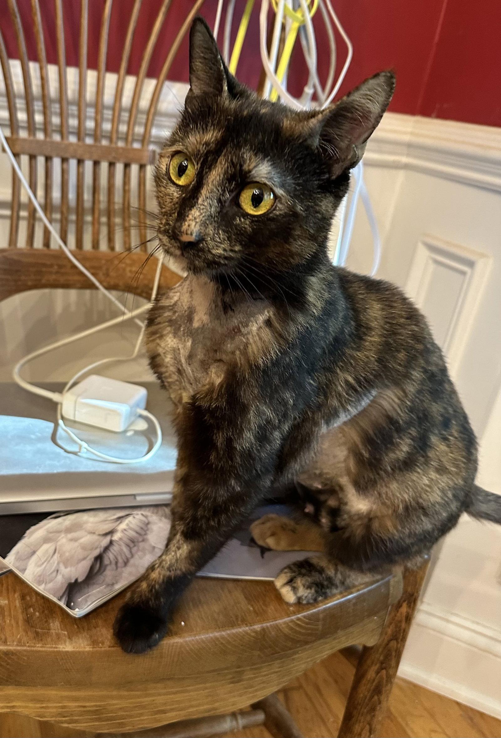Gianna, Adoptable, Adult Female Domestic Short Hair.