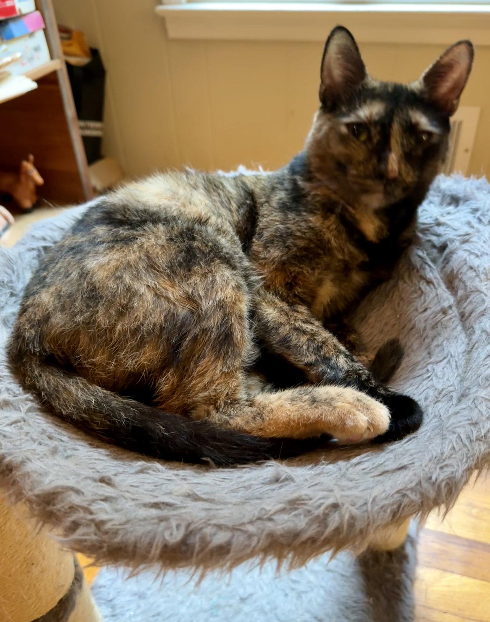 Gianna, a Adoptable Domestic Short Hair in Trenton, NJ image 2/3