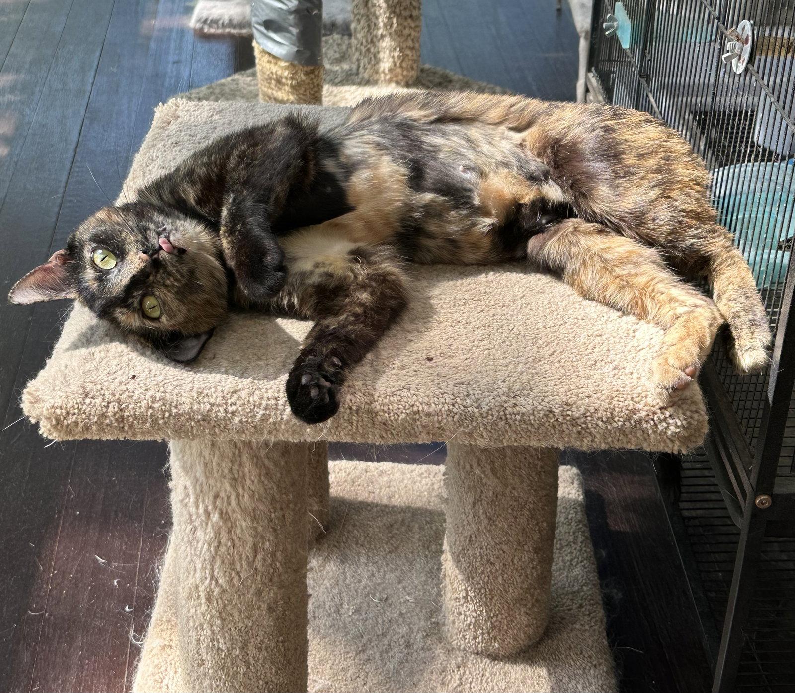 Gianna, a Adoptable Domestic Short Hair in Trenton, NJ image 3/3