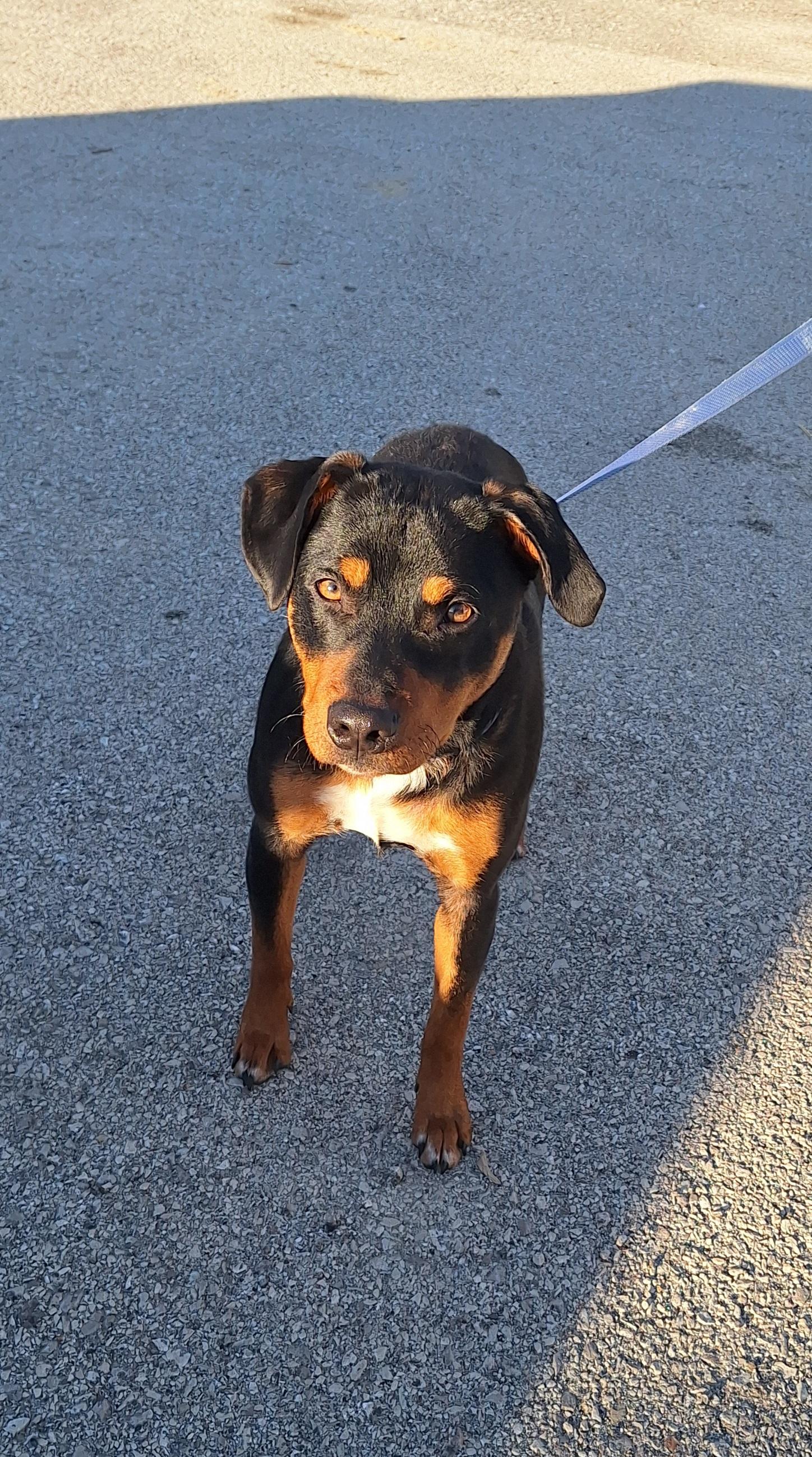 Enlarge Bruiser, a ADOPTABLE mixed breed in Stanton, KY image 3/5