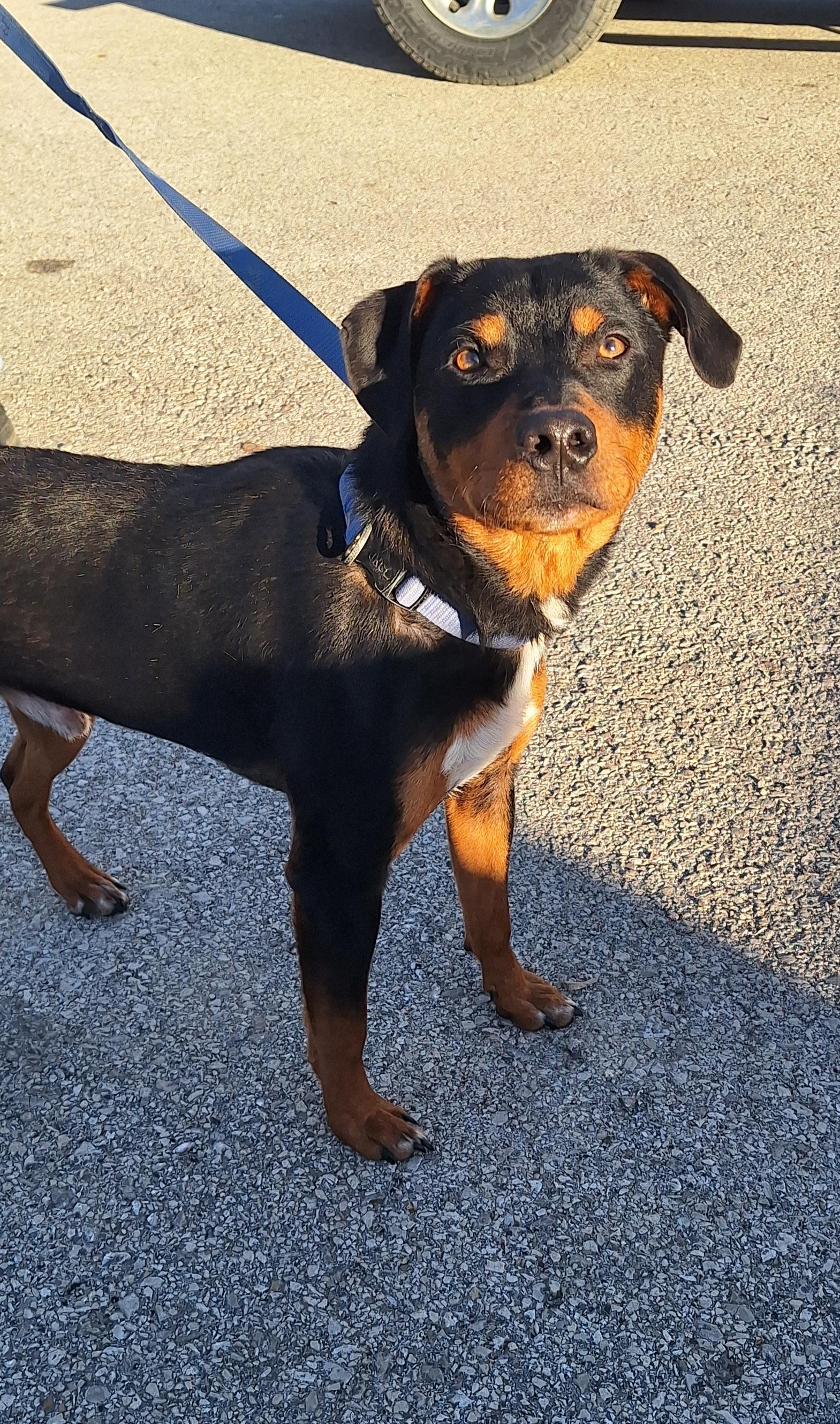 Enlarge Bruiser, a ADOPTABLE mixed breed in Stanton, KY image 2/5