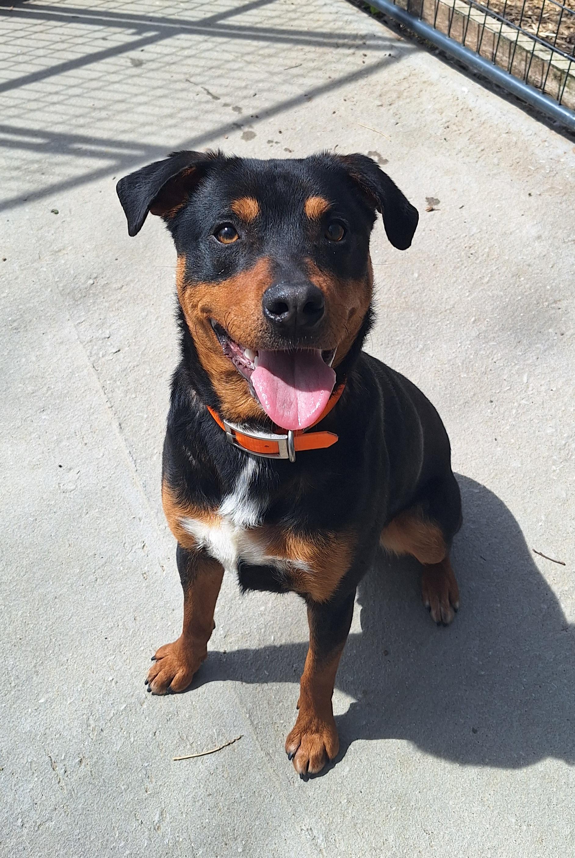Bruiser, ADOPTABLE, Young Male Rottweiler.
