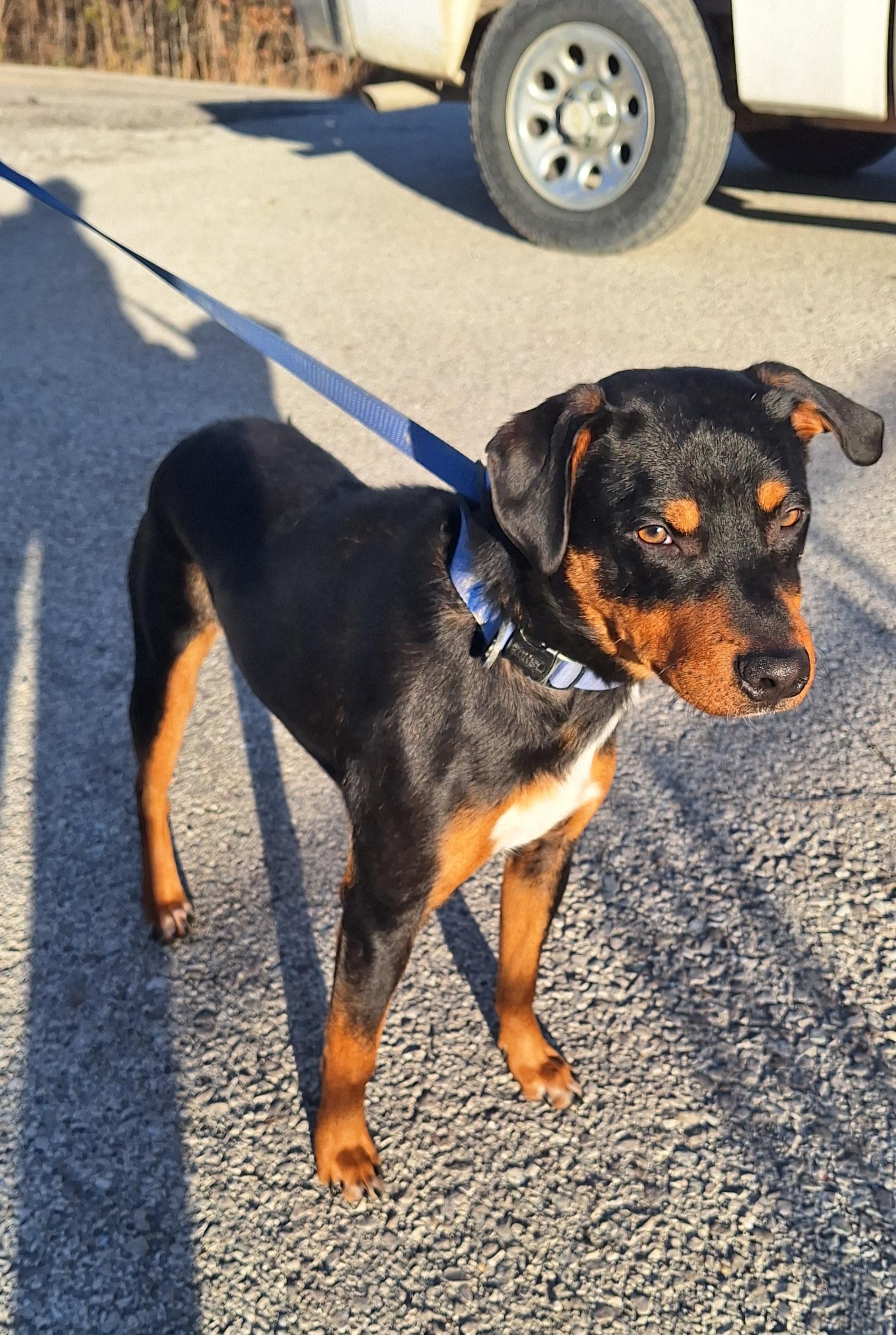 Enlarge Bruiser, a ADOPTABLE mixed breed in Stanton, KY image 4/5
