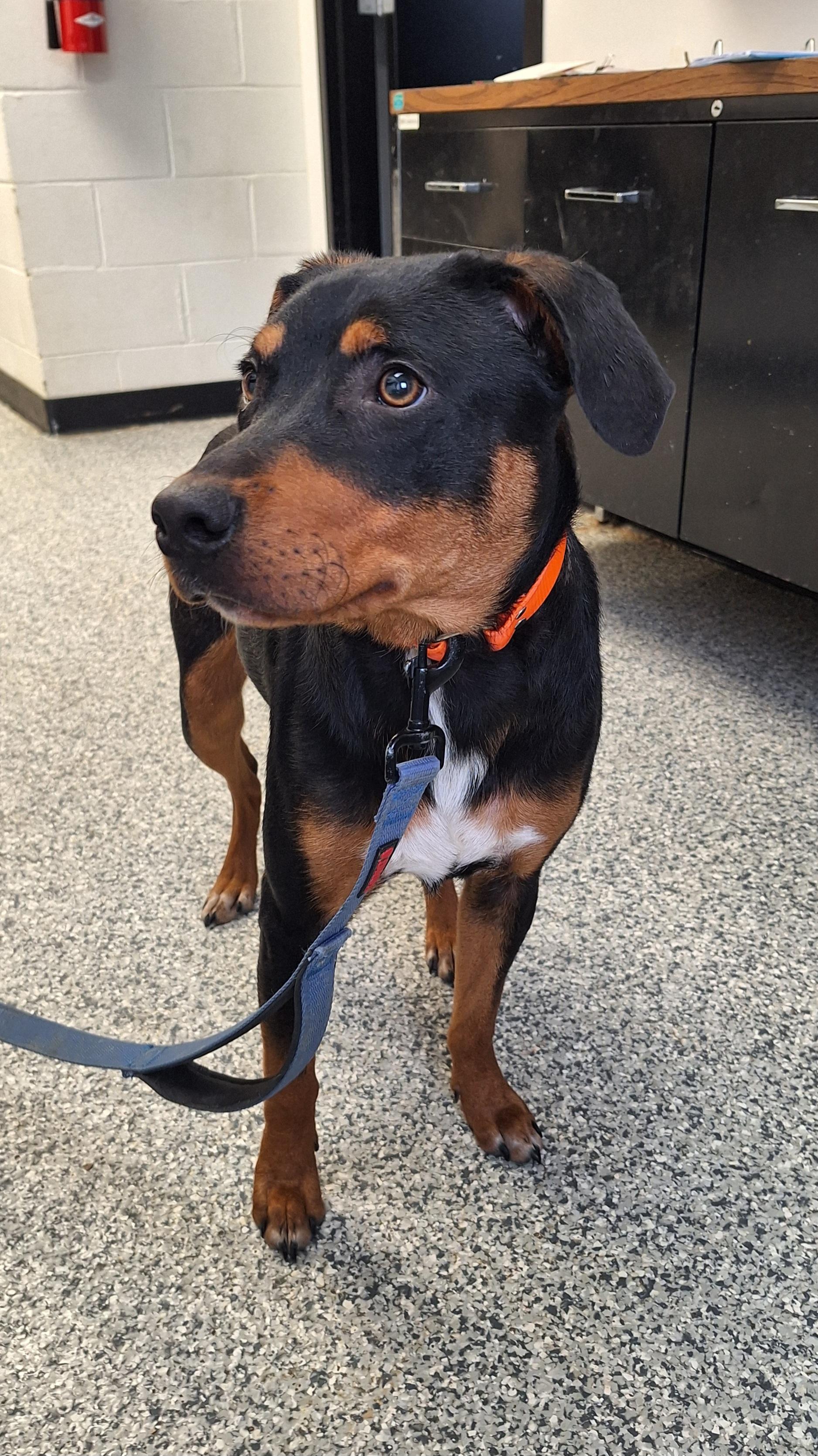 Enlarge Bruiser, a ADOPTABLE mixed breed in Stanton, KY image 5/5