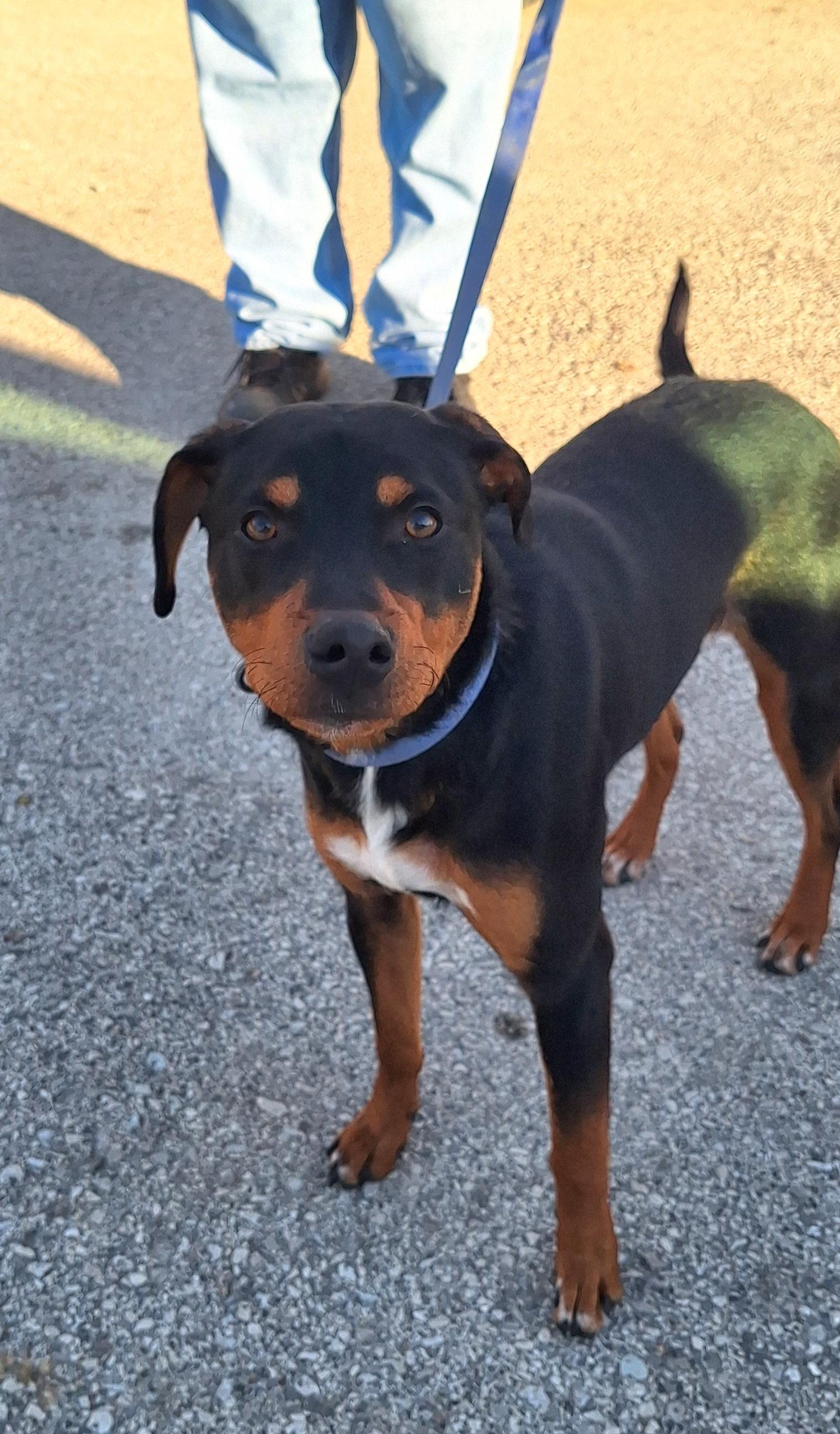 Enlarge Bruiser, a ADOPTABLE mixed breed in Stanton, KY image 1/5