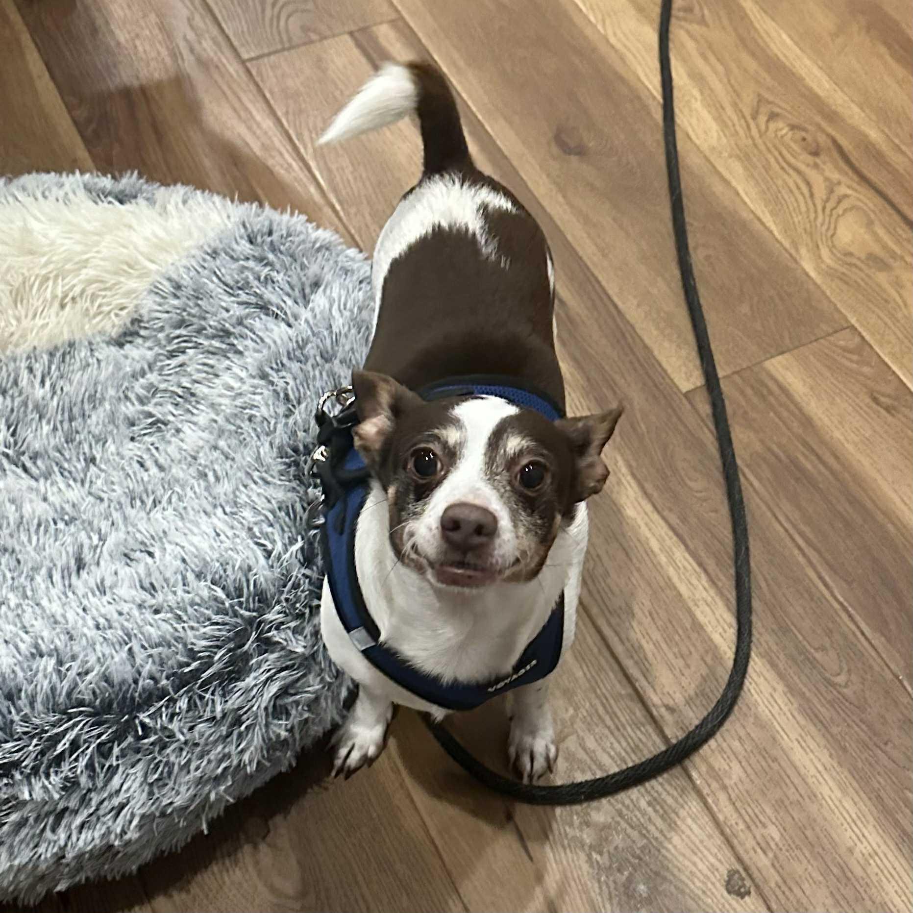 Alfie, Adoptable, Adult Male Chihuahua & Jack Russell Terrier.