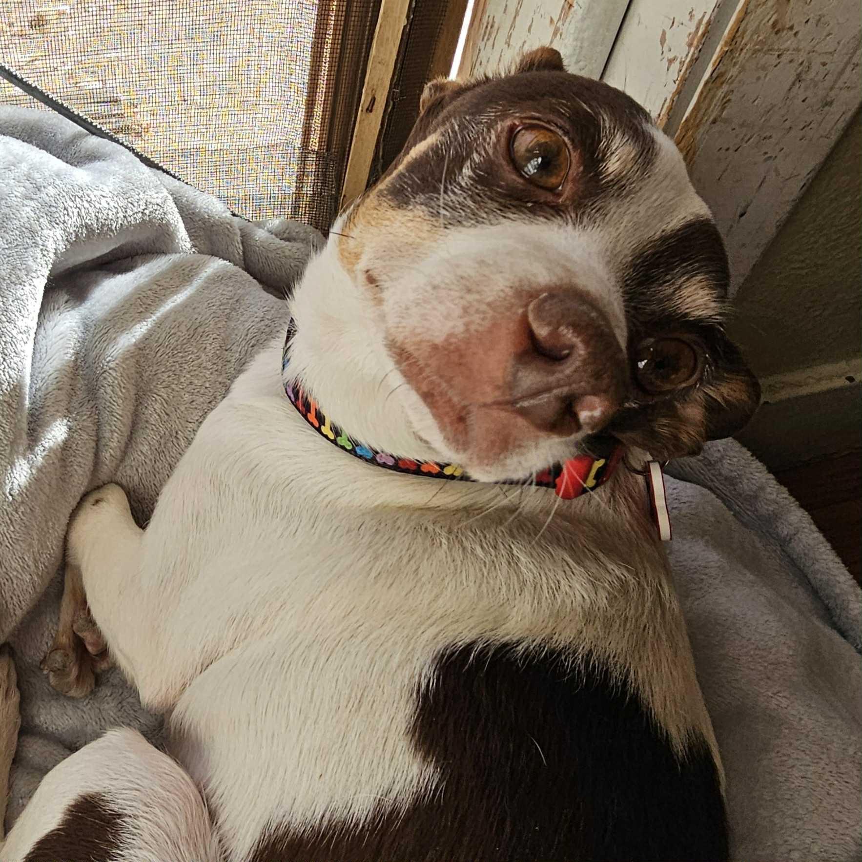 Enlarge Alfie, a Adoptable mixed breed in Boulder, CO image 6/6