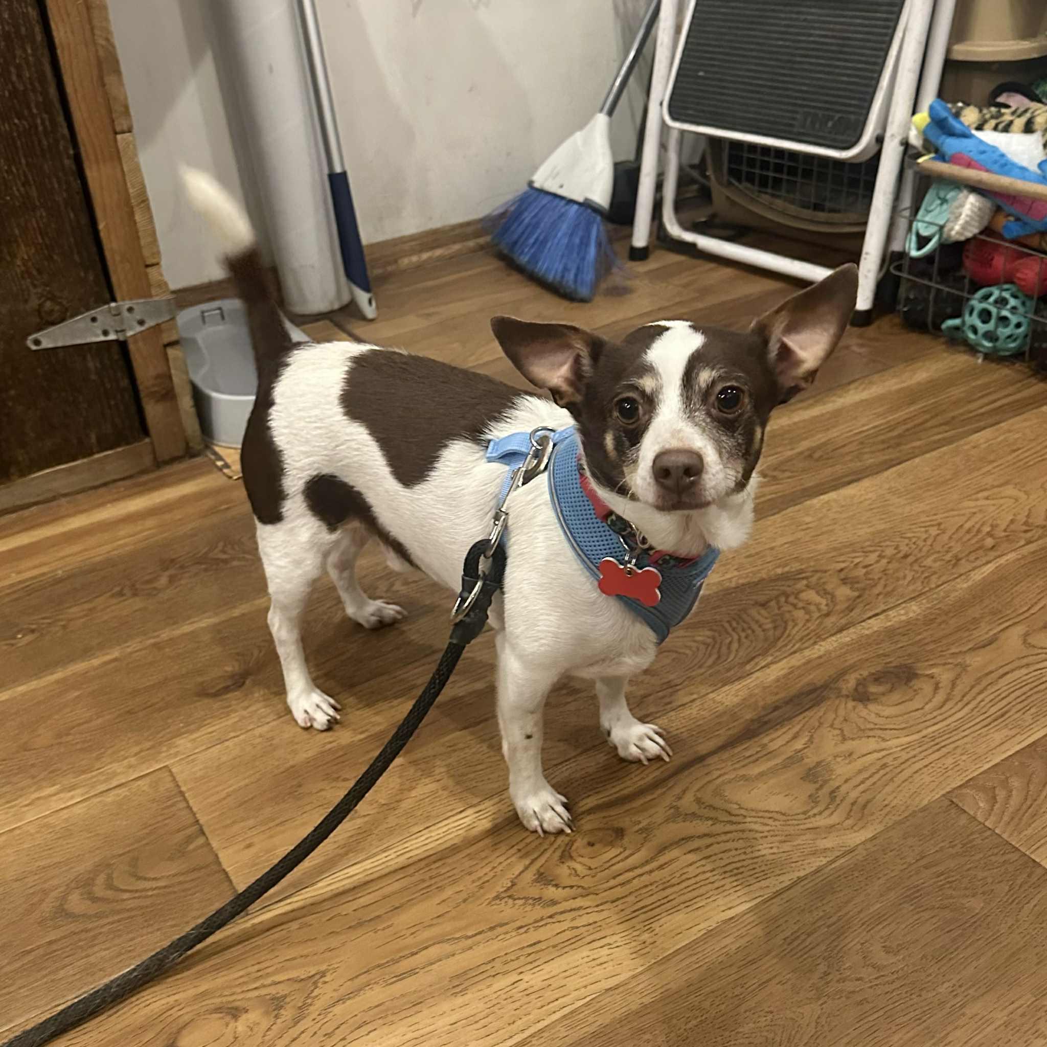 Enlarge Alfie, a Adoptable mixed breed in Boulder, CO image 4/6