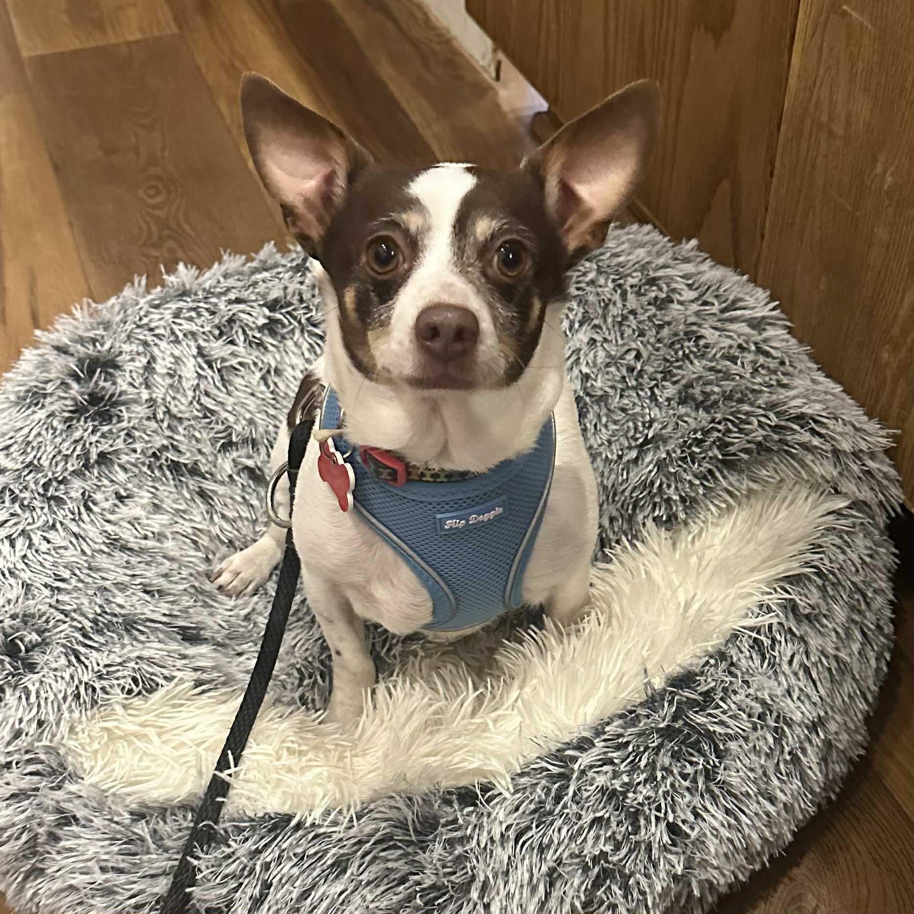 Enlarge Alfie, a Adoptable mixed breed in Boulder, CO image 2/6