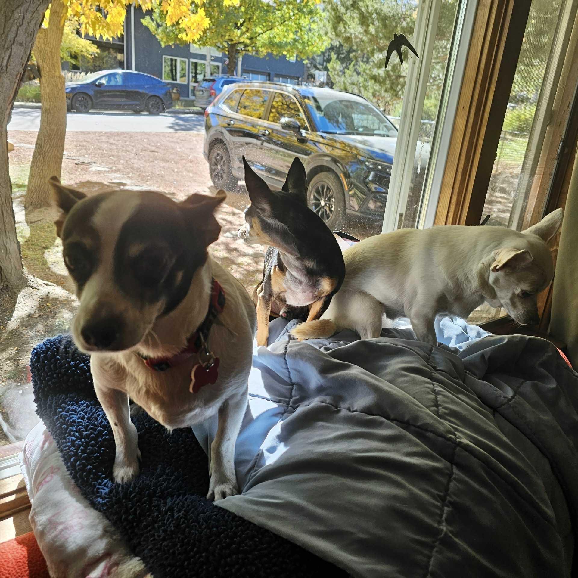 Enlarge Alfie, a Adoptable mixed breed in Boulder, CO image 5/6