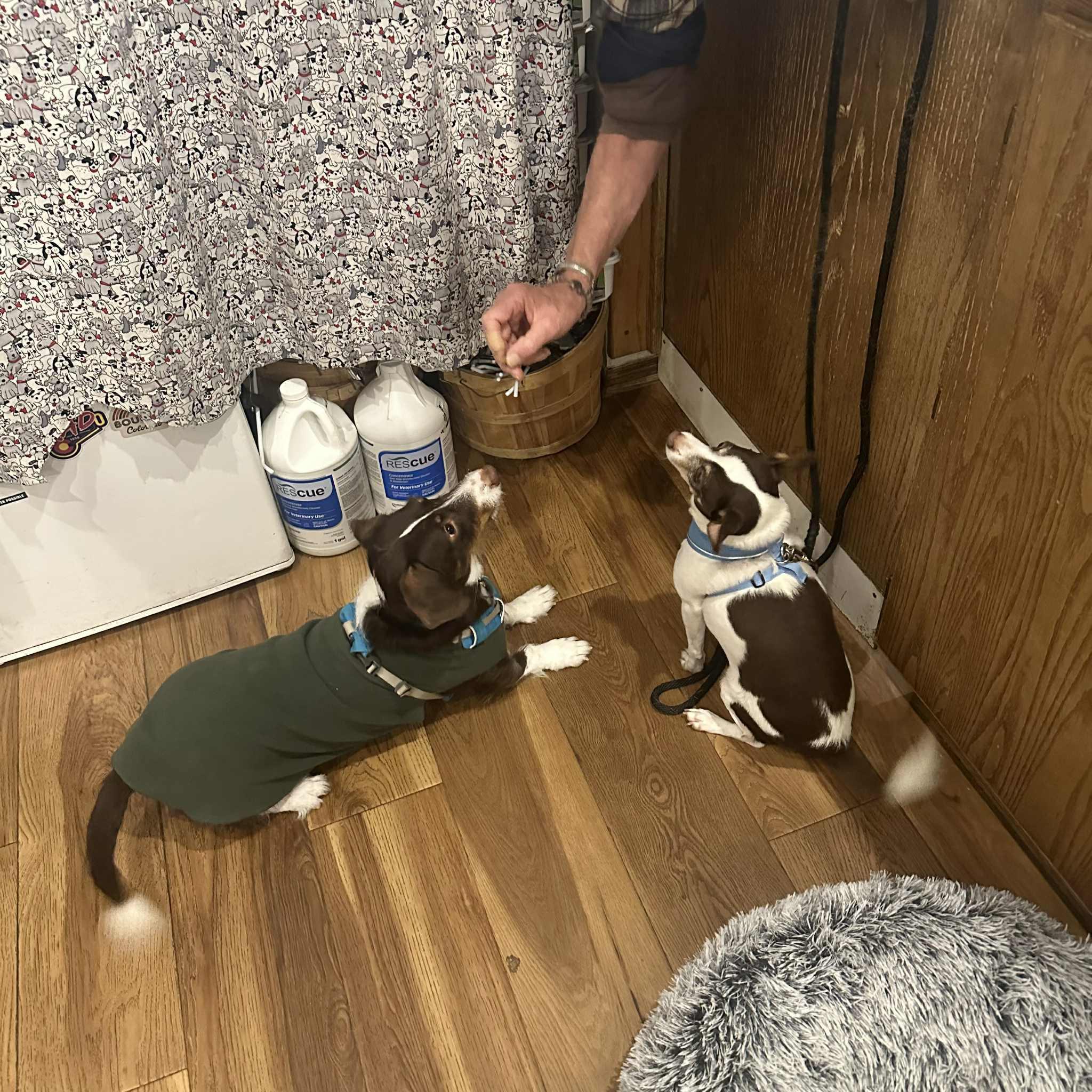 Enlarge Alfie, a Adoptable mixed breed in Boulder, CO image 3/6