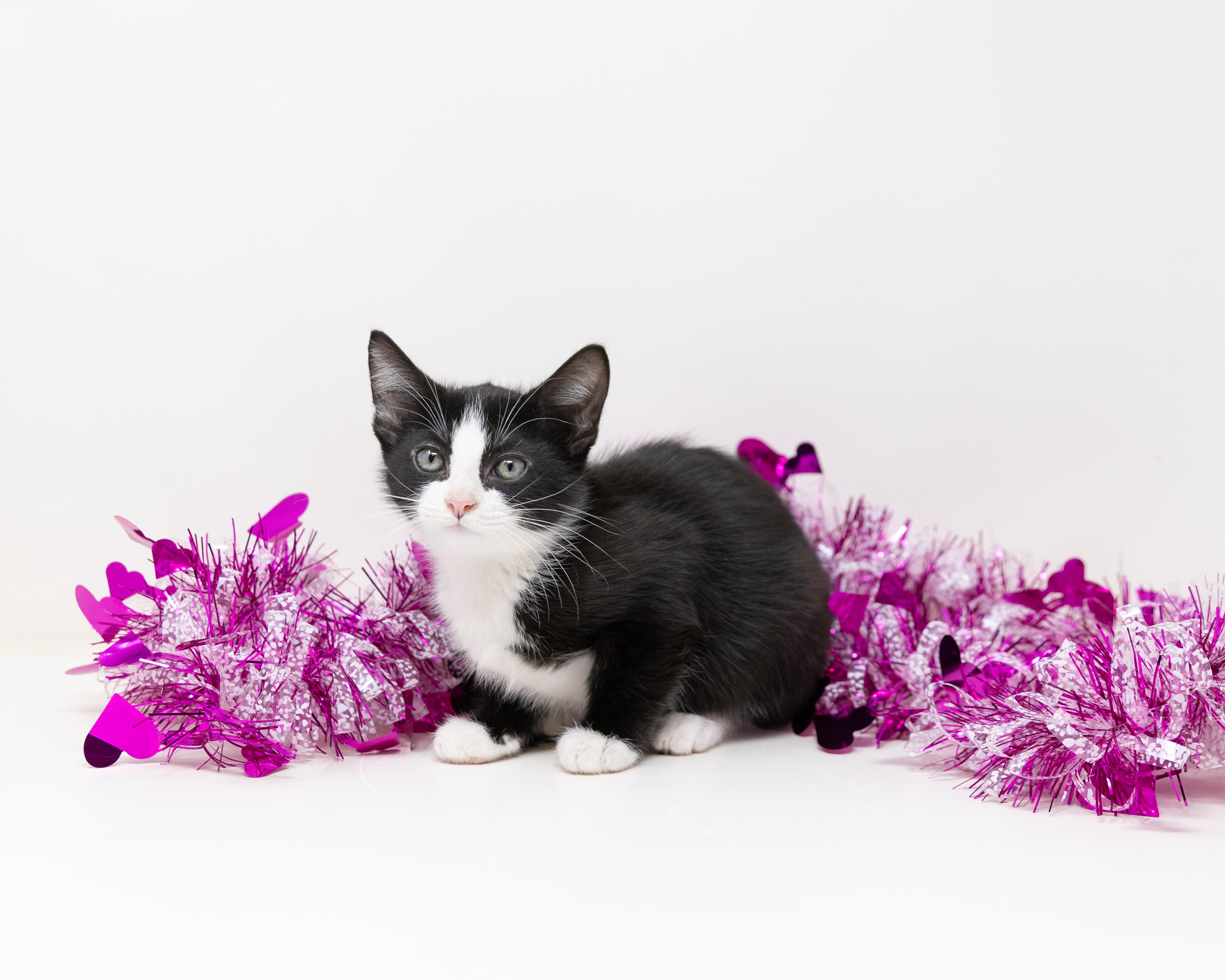 Cocoa, adopted, Kitten Female Tuxedo.