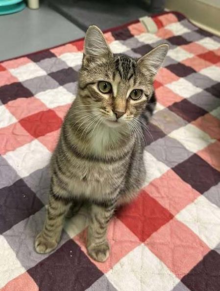 Chevy, Adoptable, Young Male Domestic Short Hair.