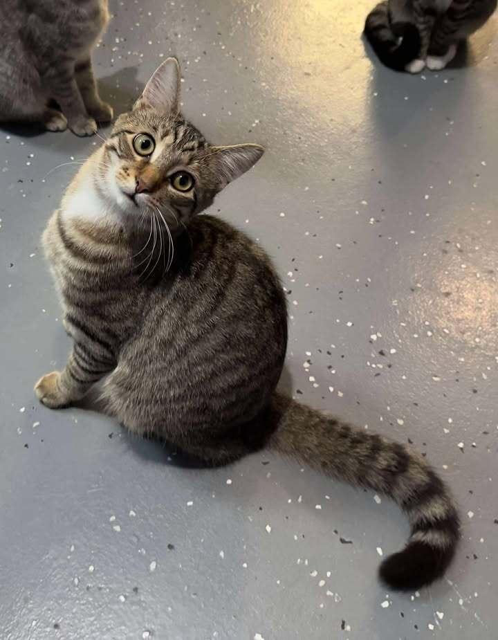 Enlarge Chevy, a Adoptable mixed breed in Woodbridge, VA image 2/4