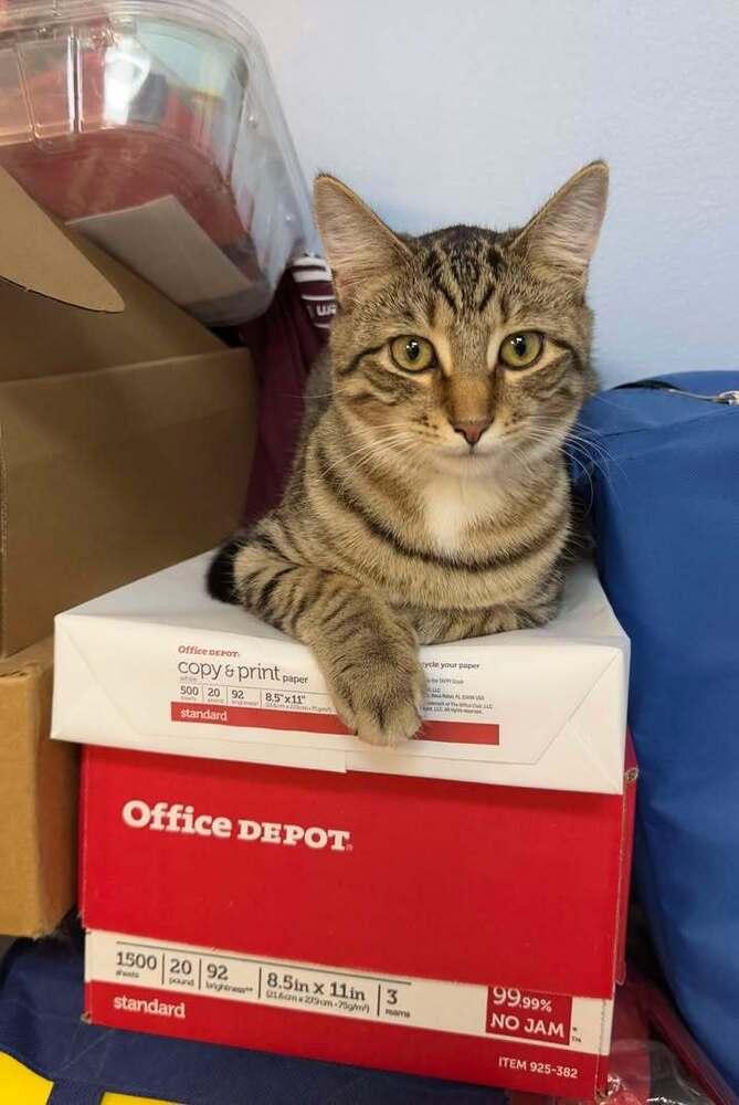 Enlarge Chevy, a Adoptable mixed breed in Woodbridge, VA image 3/4