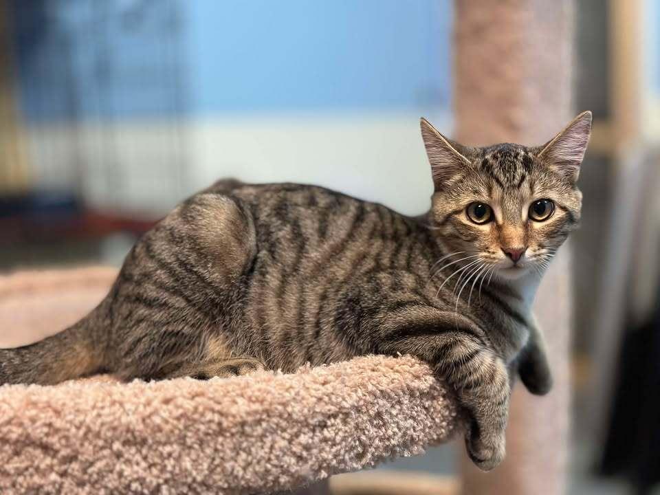 Enlarge Chevy, a Adoptable mixed breed in Woodbridge, VA image 4/4