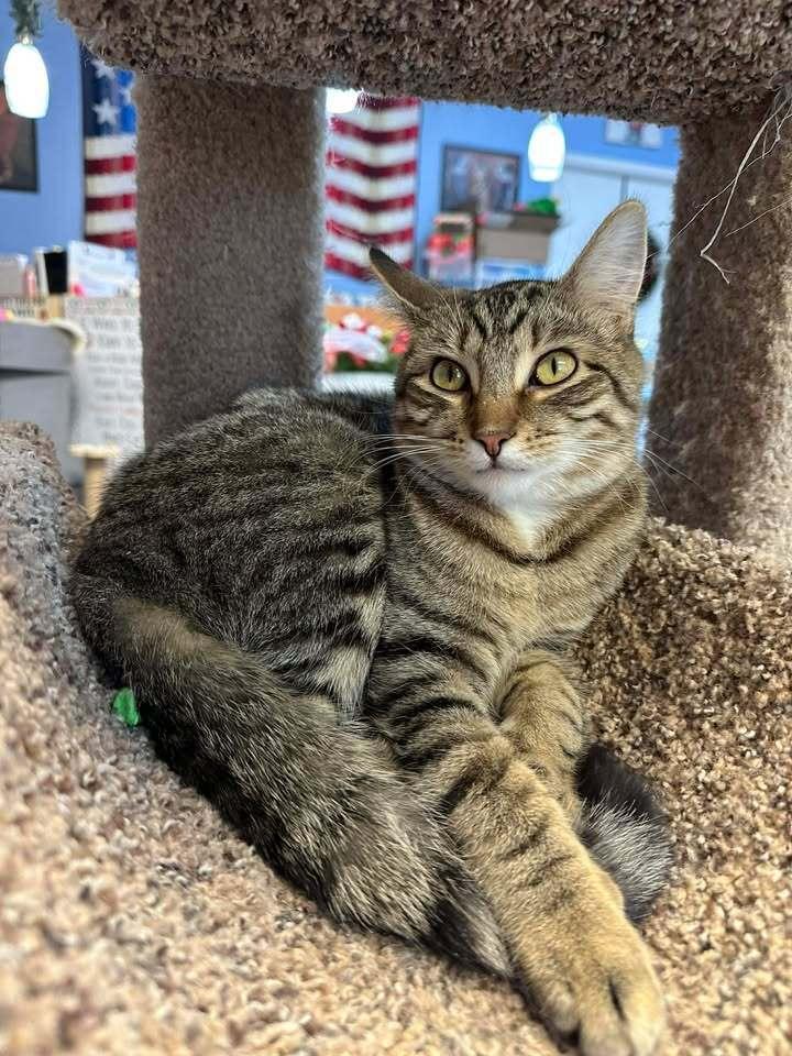 Chevy, Adoptable, Young Male Domestic Short Hair.