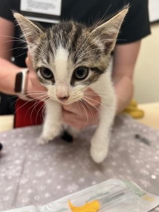 Miso, adoptable, Kitten Male Domestic Short Hair.